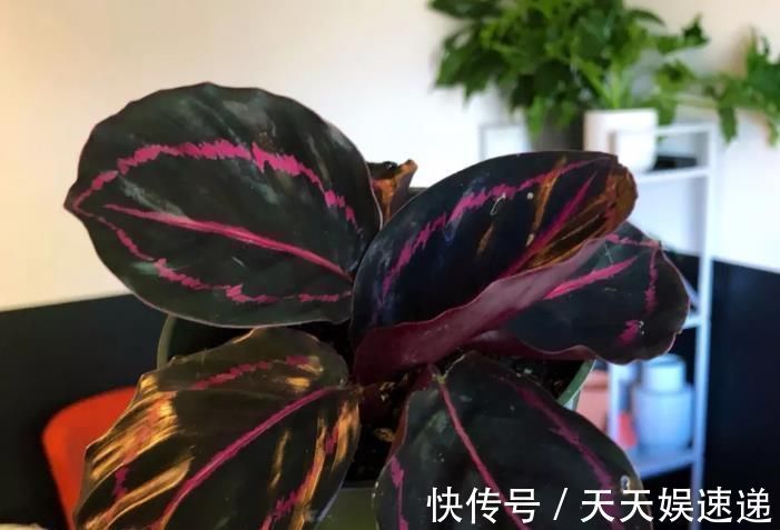 银星|最适合养在室内的7种花,有点散射光就能蹭蹭地长