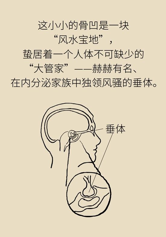 内分泌失调|变丑、变胖、内分泌失调……这些糟心事警惕脑肿瘤