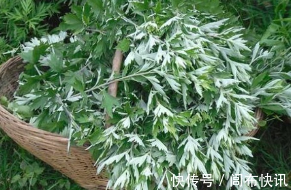 腰间盘突出|老人常说乡下特有的一种野草,腰间盘突出的“神仙草”