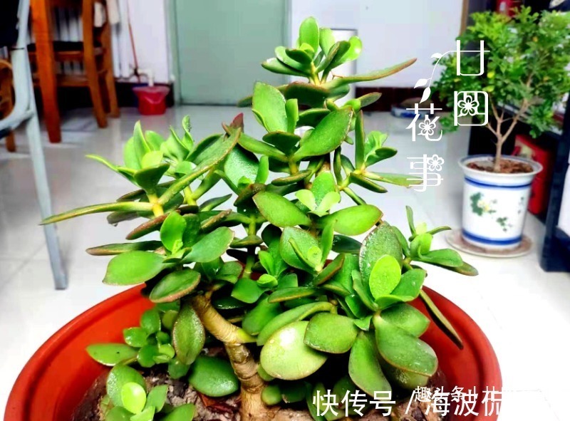 9种花，12月要“控水、断肥”，不注意烂根黄叶，活不到开春