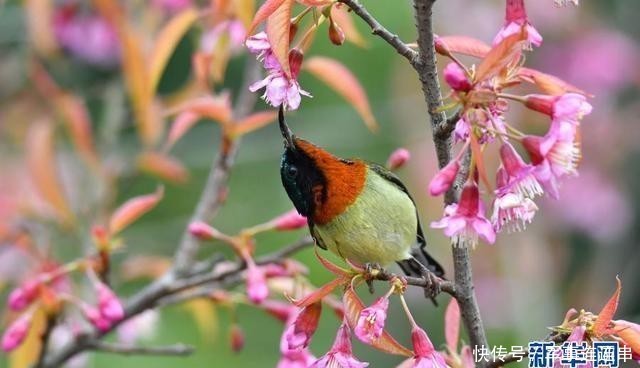 贵阳：冬樱花开引鸟来