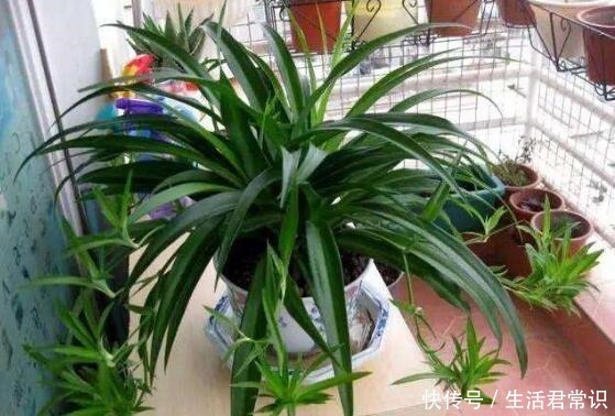 聪明人都养“6种花”,空气清新“病菌少”,老人孩子少生病!