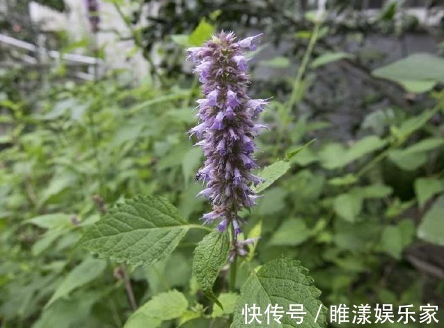 口臭|农村一种比香水还香的草，含一片叶子就能除口臭，还是上等高钙菜