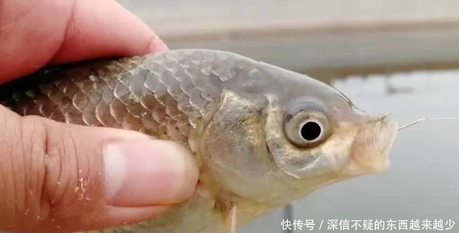 酒米用来打窝,简直浪费!知道这3个高端用法的人,绝非等闲之辈