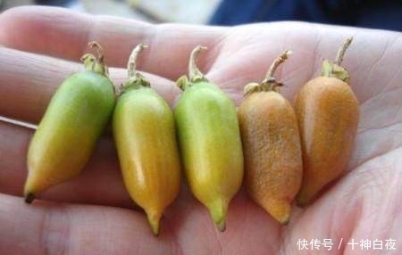 东北农村的这个小野果，要想摘到它得费一番功夫，真是解馋又养生