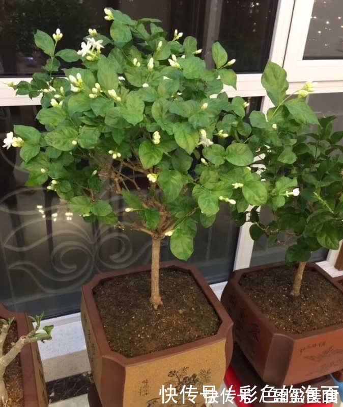 茉莉花|喜欢天天晒太阳的“6种花”，越晒花越艳花越大，太好看了吧