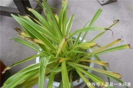 吊兰别随便放,这2个“位置”不好,很容易黄叶,别忽视!