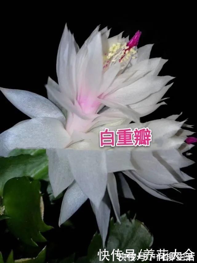 水仙|上万块的蟹爪兰，开花像烟花，养过的人不多