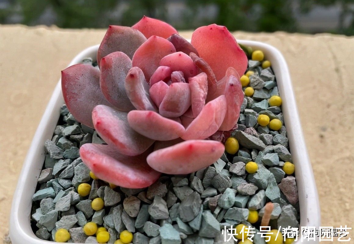 养多肉，没那么多事，少去管它，靠天吃饭，也能养出好状态