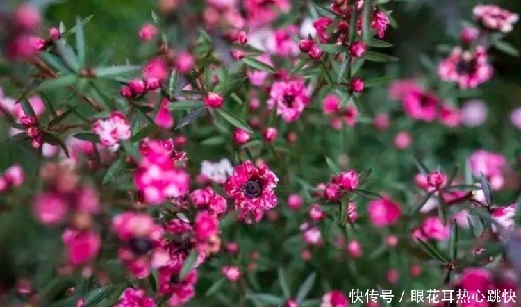 几款花卉,好养易爆盆,开花美长势旺