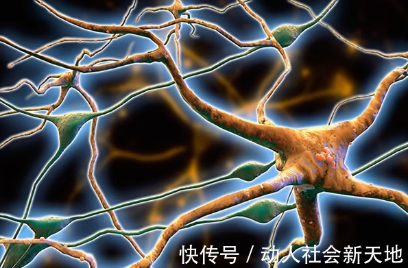 脑部|脑部年龄测试:10秒内找到图片中的狼,大脑还很年轻