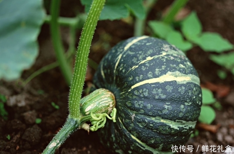 南瓜和此物一起煮，等于给肠胃“洗澡”，宿便