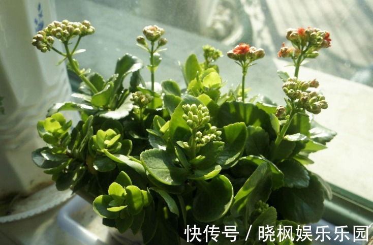 新芽|夏季长寿花要休眠，但出现这些情况，一忽视就只能收获空盆