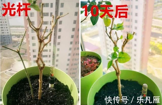 缺水|养花技巧快死的花,剪一刀立马活,还能再开花!
