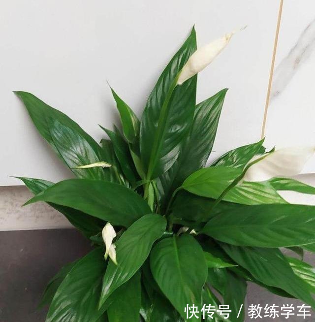 5种花就该养在没有阳光的地方,天天晒太阳反而长不好!