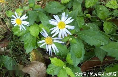 农村常见的野菜，殊不知营养价值很高，见到采摘一些味道堪比山珍