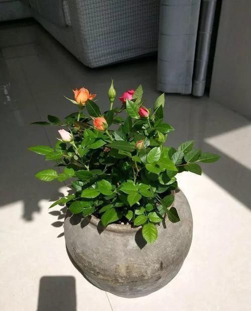 酸奶盒|家里几种没用的东西,用来养花,省钱又实用,乐趣十足!