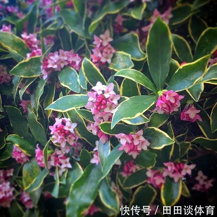 花卉|9种“吉利花”，优雅又大气，转运又富贵，养在客厅太“旺家”