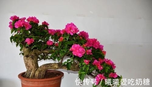 高手|养花高手也在学的5个爆花技巧,拿走不谢!