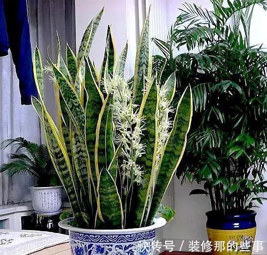 虎皮兰|虎皮兰长得慢?教你3个“基本功”,叶片厚,长得快,新芽多