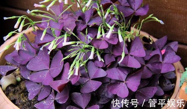 花儿|好养、好美的“4种花”，种下就活，连年开花，能养一辈子