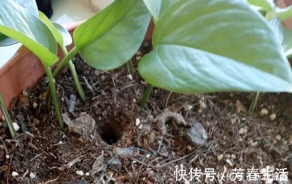 枝条|茉莉花扦插有机关,砍这一段枝条,插土里3天就活
