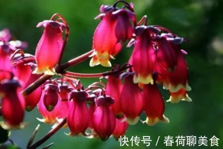 花期长好养护的长寿花,居然有这么多品种,真的美极了!