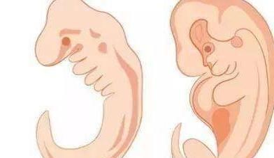 月经周期|胎心胎芽出现的时间,为何有早有晚?这3个原因很说明问题