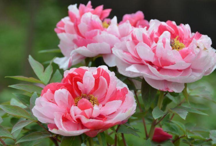 春天养花,不妨养这四款花,婀娜多姿、香飘怡人,寓意美好