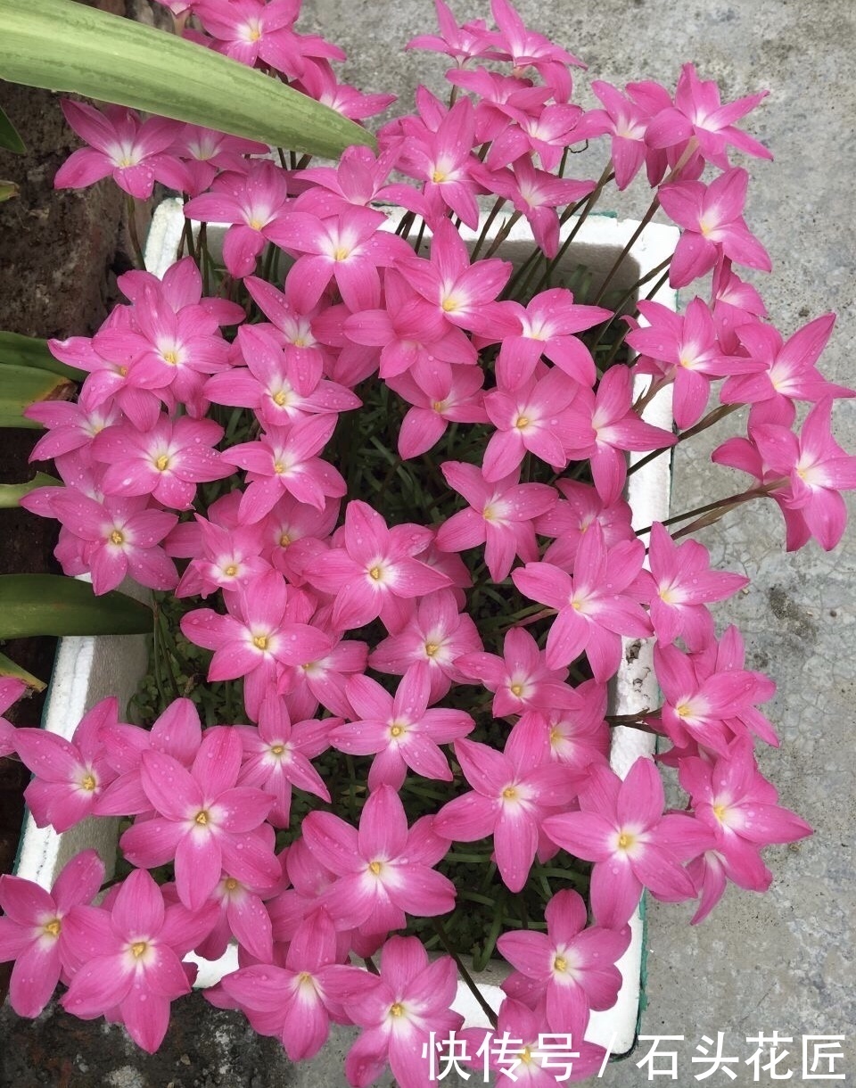 花友评选出6种“良心”好花,价格不高、花朵都是“高颜值”