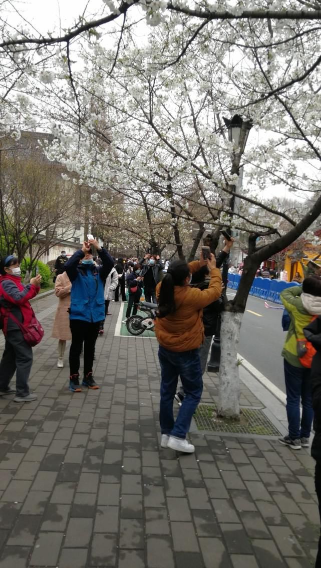 鸡鸣寺樱花开已开，最美800米露真容