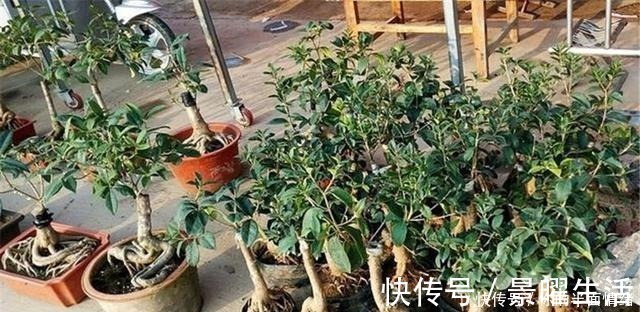 植物|制作高价值的盆景，炼根是关键，看看怎么炼