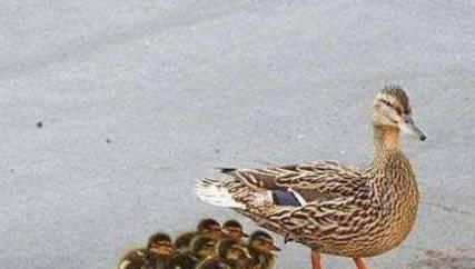 孩子|鸭妈妈领着孩子街头散步，队伍整齐划一，这只小鸭却“引人注目”