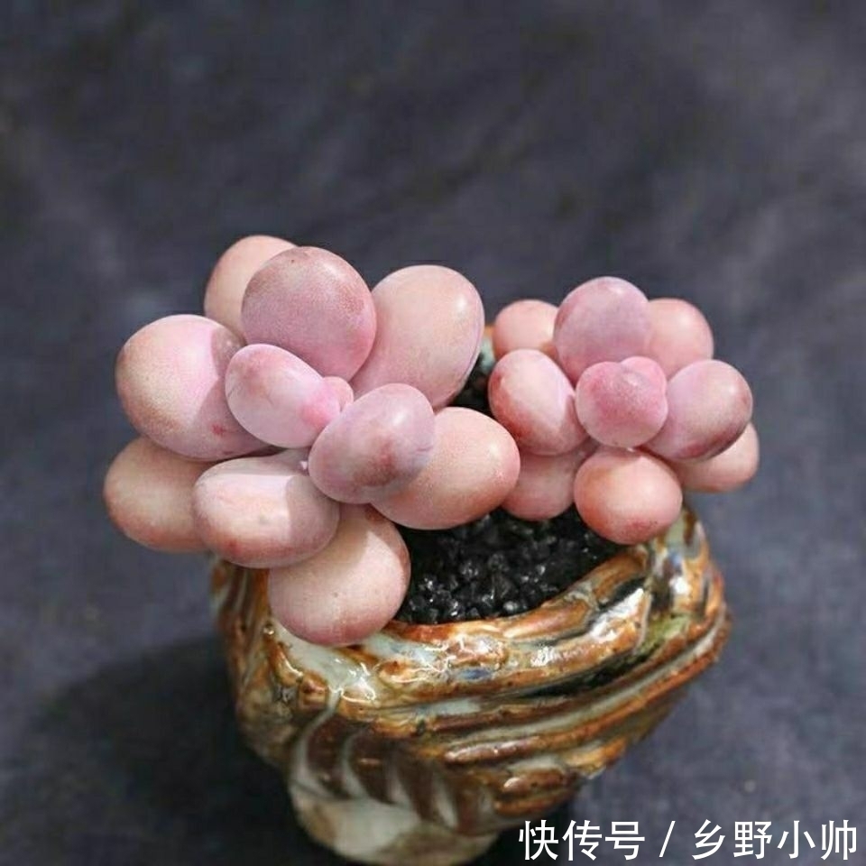 萌萌哒多肉已在渐渐苏醒,状态简直美翻了,看看你养了几种