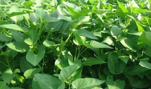 中年|肠胃不好,此菜是个宝,别舍不得买,吃一次等于给肠子洗澡