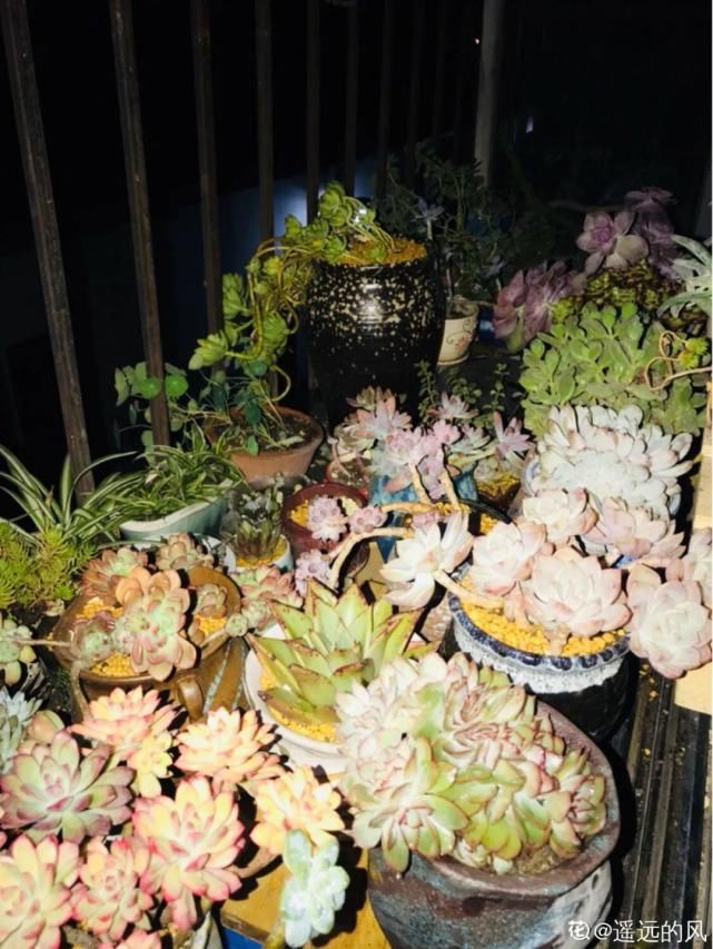 一入肉坑深似海，越养越上瘾