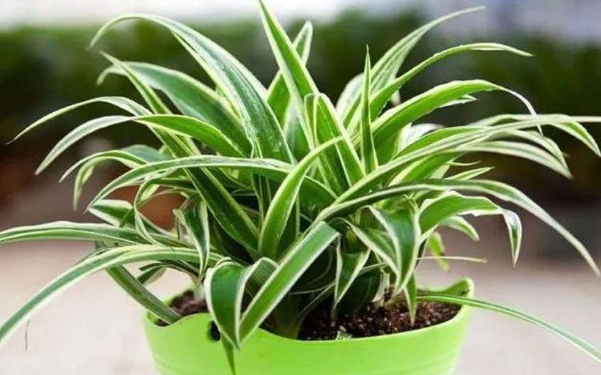 吊兰发黄、瘐弱“改掉”3个坏习惯,再施1种肥,叶油绿,长得旺
