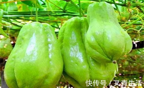 佛手瓜|会吃的人最长寿,3种食物不能少,养心安神,皮肤越来越细腻!