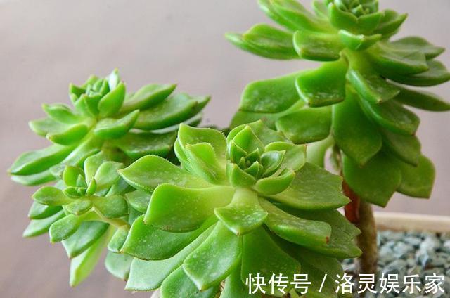 小技巧|多肉“蒂亚”还在充白菜3个小技巧,浑身红彤彤,颜色最耀眼