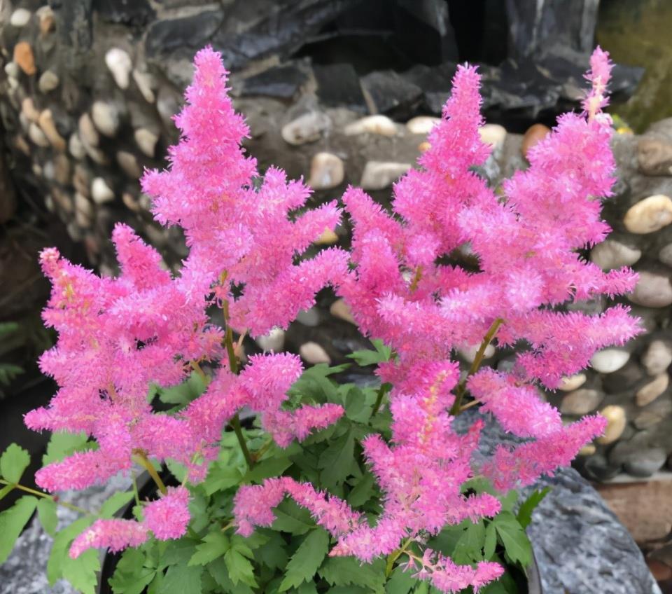 谁说北向阳台不能养开花植物？养它们很合适，不仅耐阴，而且耐寒