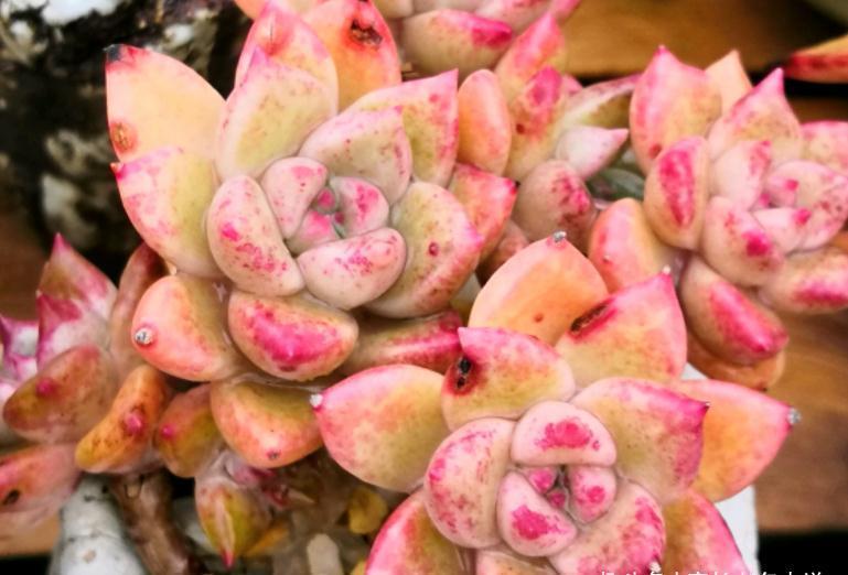 多肉|多肉璀璨,冬天真的璀璨夺目——不仅叶片能变金黄色,还会出血斑