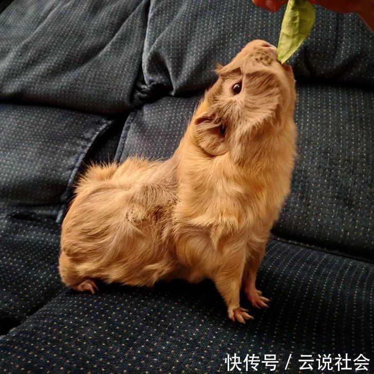 宠物|姿势比人类还专业?20个「宠物做瑜伽」的爆笑瞬间