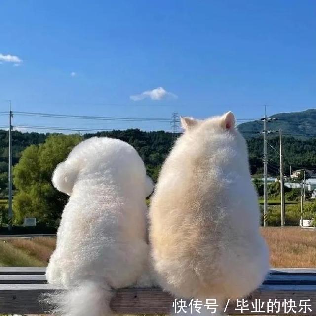 |搞笑图集:你们公司中秋发了啥?网友:发了个通知,说不放假