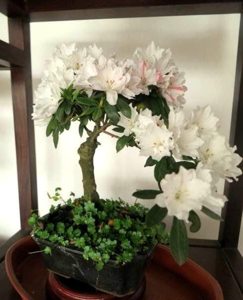 此种开花水喷一喷,一次开花20朵,枝条都压弯啦!