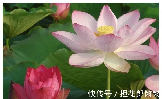 属相|进入9月初,4属相运势上涨,财源广进,事业进步,日子美满