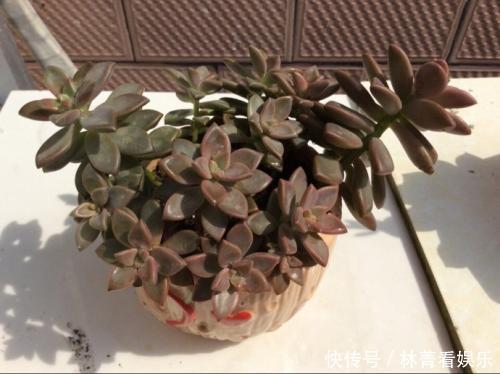 多肉|多肉到底多好扦插掉下来的叶片埋土里,自己又长一盆