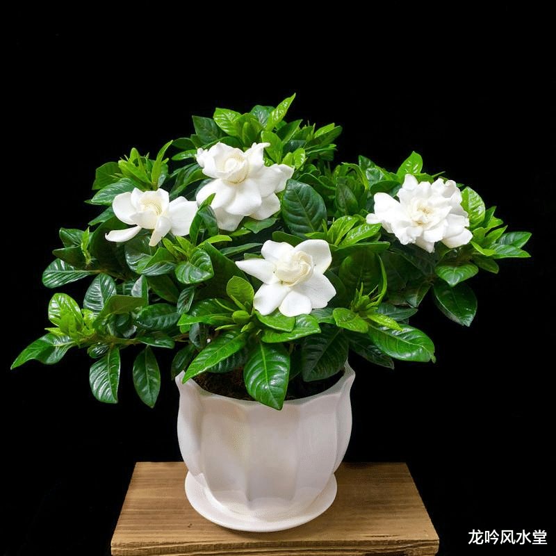 不适宜养在家中的花卉