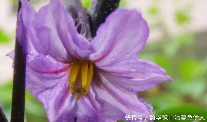 红叶菠菜|“4种菜”种阳台,比花还漂亮,观赏价值高,收获一茬茬,太值!