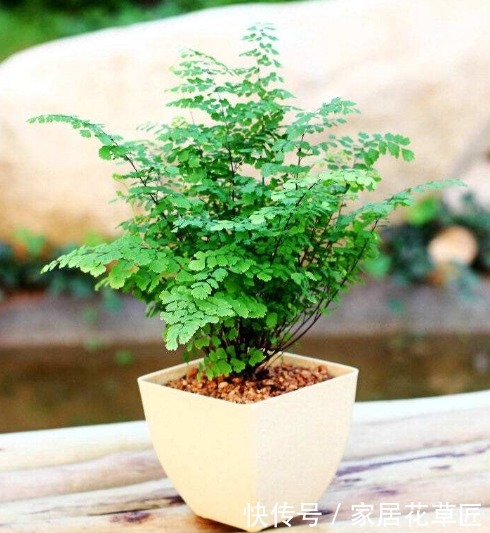 二手烟|吸烟有害健康,这几种花可是救命稻草呢,还不赶快养起来