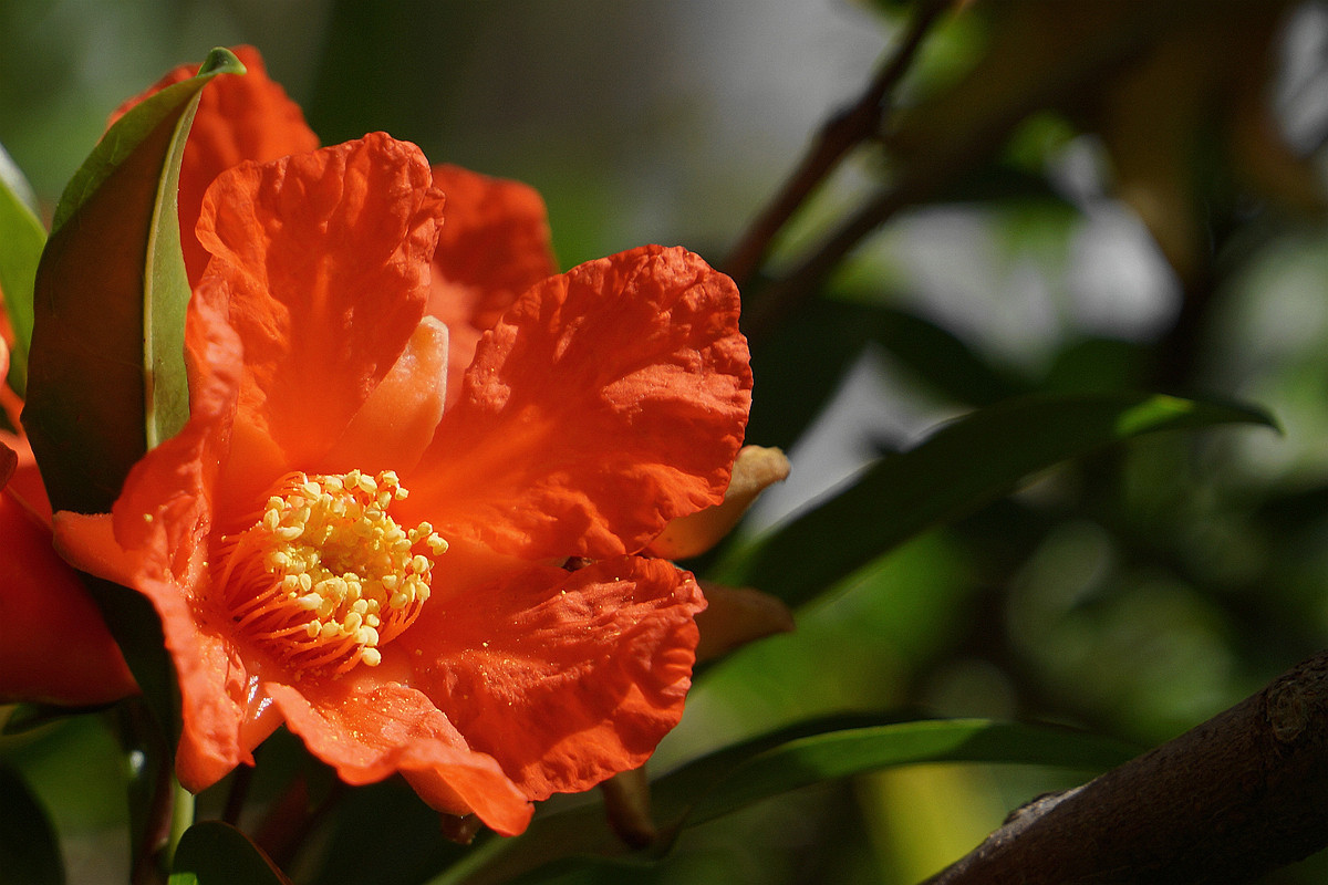 此花是寓意着子孙满堂,在我国被视为吉祥之物,是富贵的代表